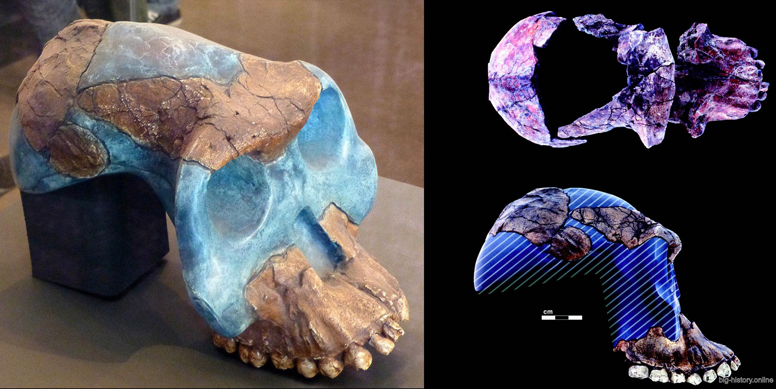 惊奇种南方古猿