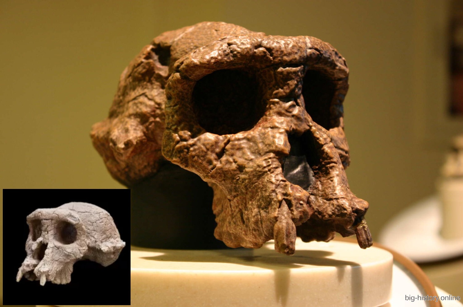 Toumaï 图迈的头骨