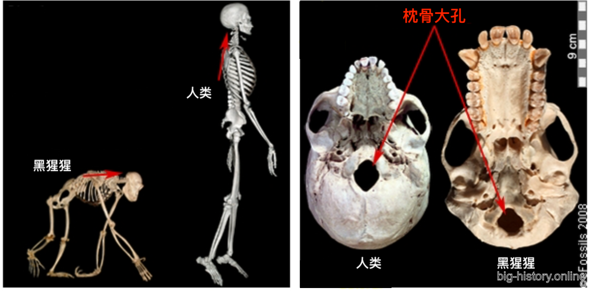 人类与黑猩猩的枕骨大孔位置对比