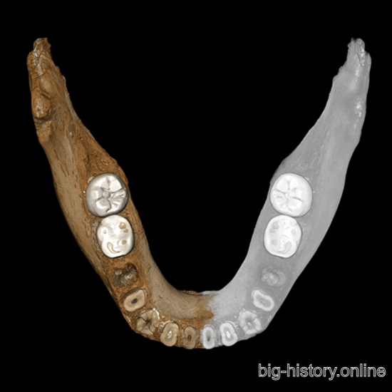 夏河发现的丹尼索瓦人颌骨