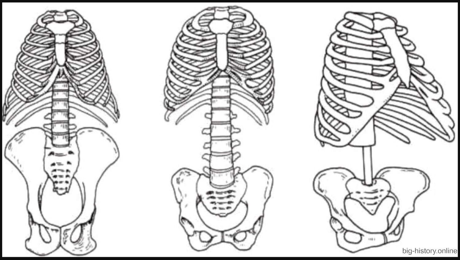 Austrolopithecus Afarensis