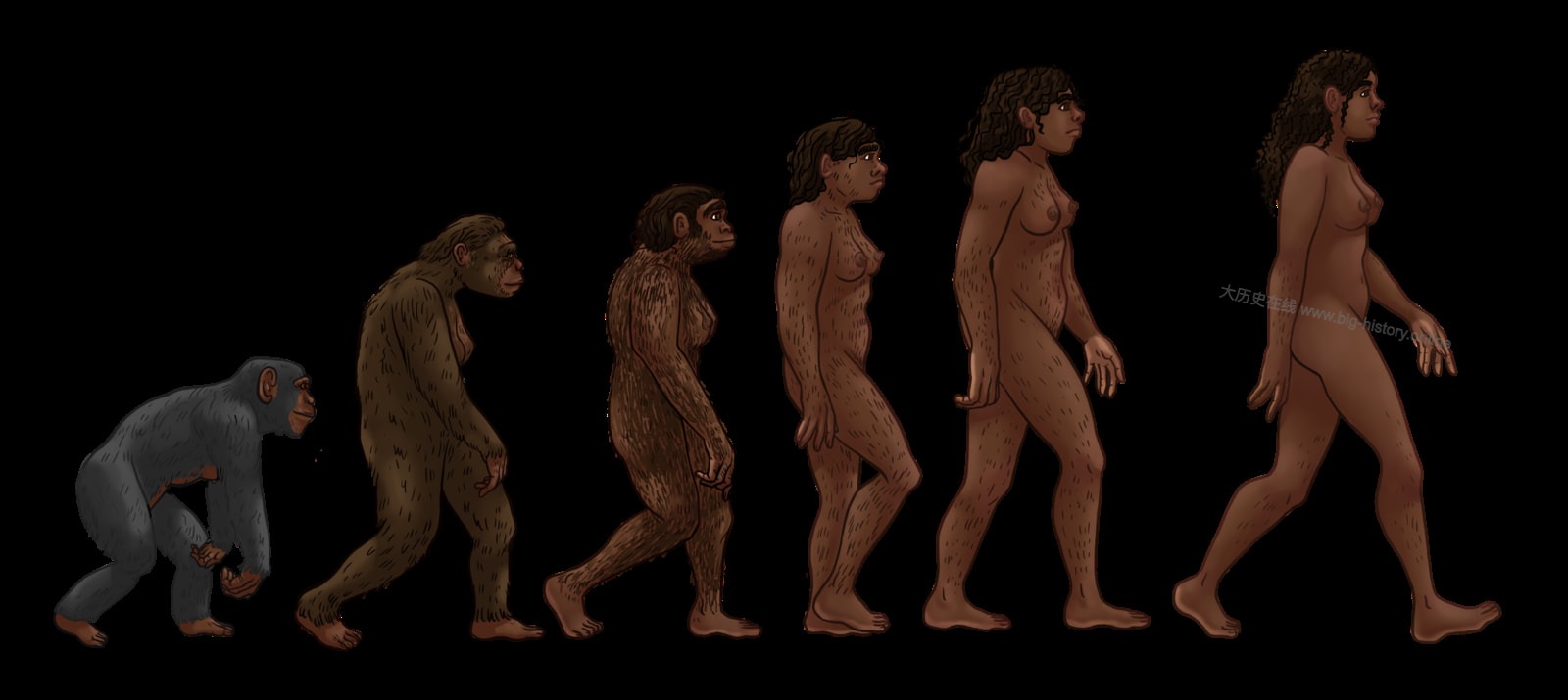 emale_human_evolution