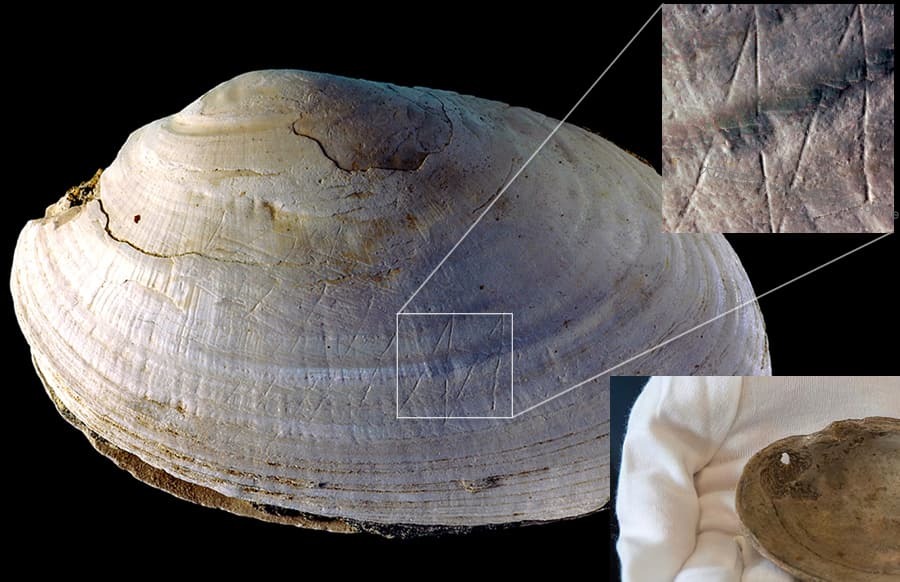 shell