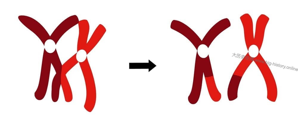 基于1-22号染色体的最近共同祖先