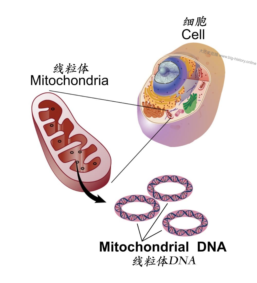 Mitochondrial_DNA