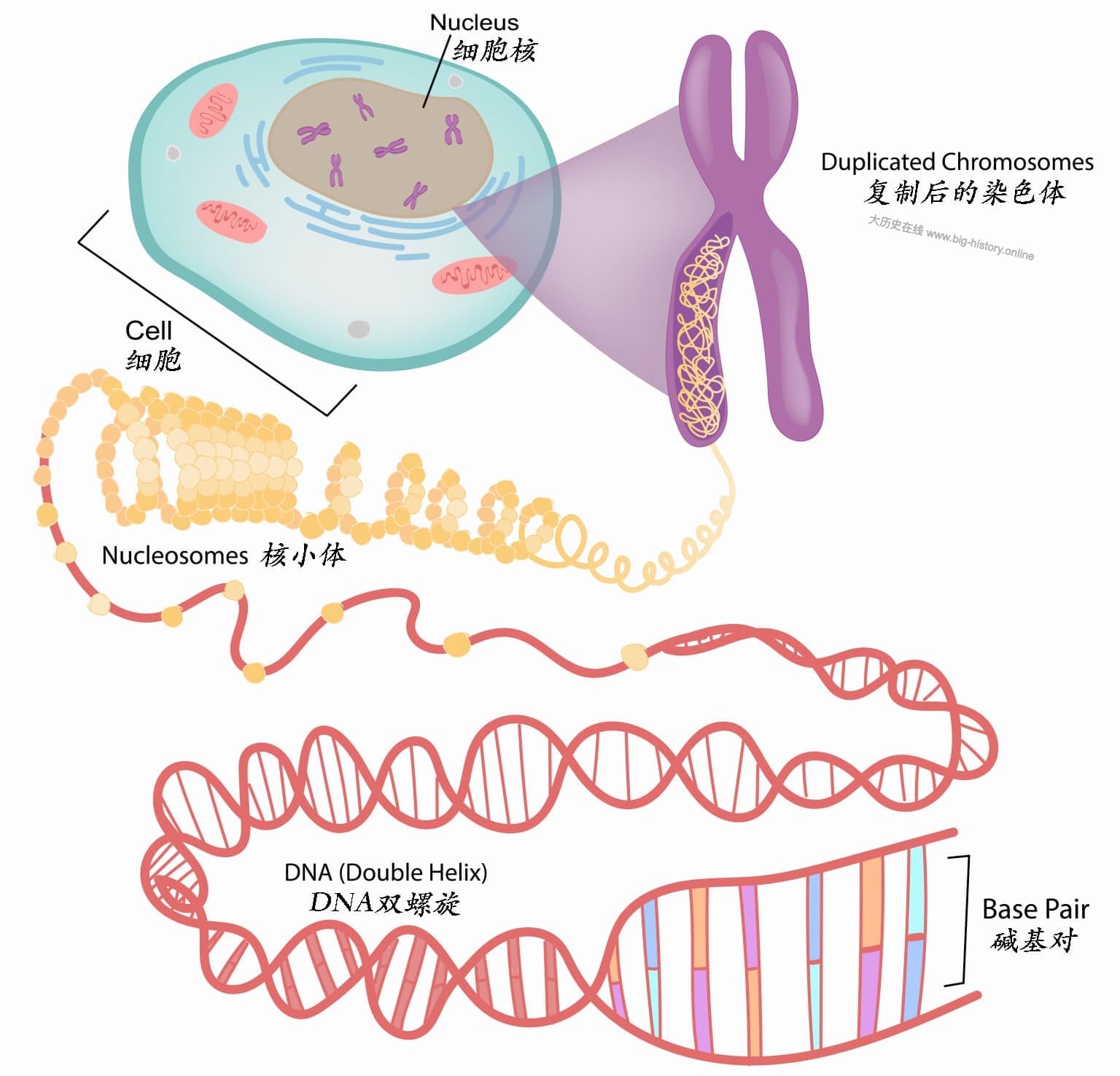 the-genetic-basis-of-gene-expression
